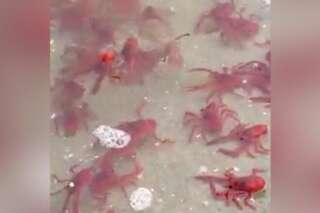 VIDÉO. Une plage de Californie envahie par des crabes... dignes de Mario Kart