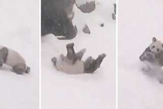 VIDÉO. Ce panda géant donne vraiment envie de se rouler dans la neige