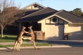 VIDÉO. Australie: un combat de kangourous en pleine rue