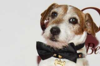 Uggie, le chien du film The Artist, pour lequel Jean Dujardin a reçu un Oscar, est décédé