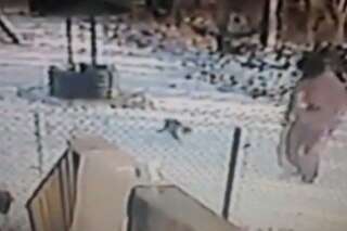 VIDÉO. Une attaque de chat impressionnante filmée par une caméra de sécurité