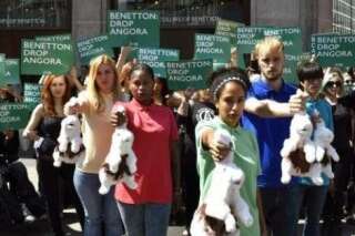 Benetton n'utilisera plus de laine angora dans ses vêtements, sous la pression des défenseurs des animaux