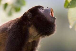 Les singes hurleurs qui crient le plus fort ne sont pas forcément les plus virils