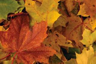 Pourquoi les feuilles d'automne sont rouges, oranges ou jaunes?