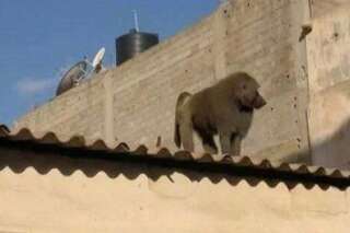 PHOTOS. Benghazi en Libye: échappés d'un zoo, des singes errent dans la ville