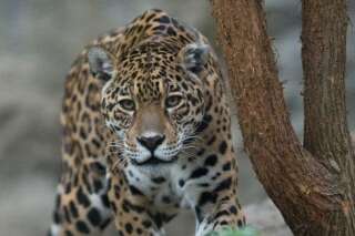 Un chasseur de jaguar qui avait posé avec sa dépouille sur Facebook condamné en Equateur