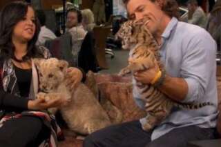 VIDÉO. un bébé tigre et un lionceau mettent un bazar adorable chez le HuffPost américain