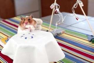 VIDÉO. Un mini hamster qui mange des mini burritos sur une mini table