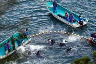 La moitié des dauphins d'aquariums du Japon capturés avec une technique de chasse cruelle