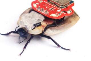 Insectes cyborg : petits robots et grosses questions