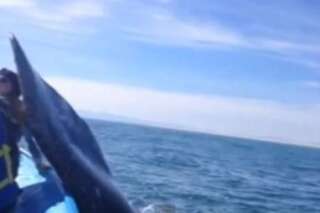 VIDÉO. Une femme se fait gifler par une baleine