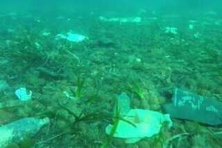 Cannes : le fond de la mer dépollué grâce à une vidéo vue 2 millions de fois