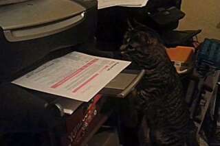 VIDÉOS. Le chat qui n'aimait pas les imprimantes