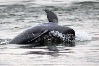 Un des six dauphins de l'Irrawaddy du Laos est mort