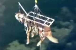 VIDÉO. Le sauvetage incroyable d'un cheval par les airs en Californie