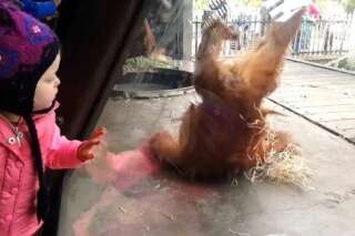 Ce bébé orang-outan a un don pour le break dance