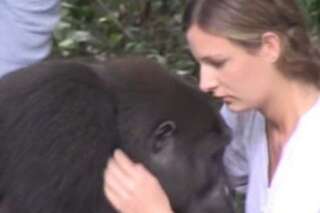 VIDEO. Un gorille retrouve une jeune femme 12 ans après leur séparation