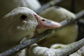 Procès du foie gras: Soulard m'a tuer