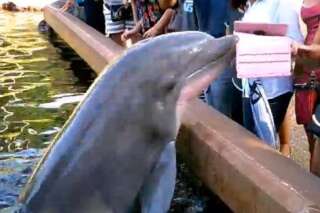 Ce dauphin refuse qu'on le filme avec un iPad