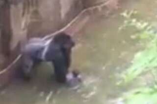 La mort d'Harambe est plus complexe qu'un gentil gorille face aux méchants parents