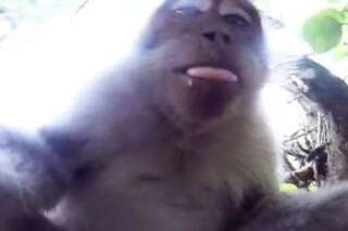 VIDÉO. Un singe vole une GoPro et prend un selfie