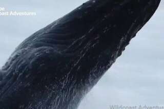 Ces kayakistes ont eu la peur (et la vidéo) de leur vie en allant filmer les baleines