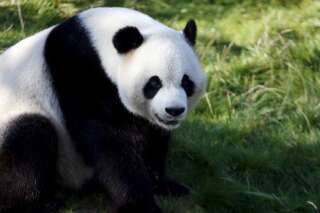 Après des années à tenter de le sauver, le panda géant n'est plus 
