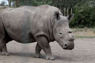 Mort d'un rhinocéros blanc du nord en République tchèque, il n'en reste que 4 dans le monde