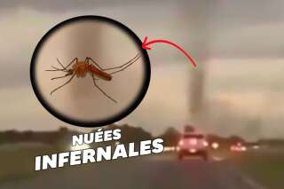 En Argentine, des tornades de moustiques apparaissent