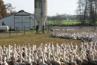 Après l'abattage de millions de canards, six semaines de vide sanitaire contre la grippe aviaire dans le sud-ouest