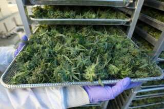 Un immense entrepôt de culture de cannabis découvert près de Grenoble
