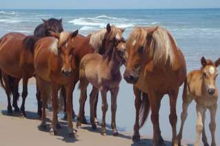 Face à l'ouragan Florence, les chevaux de Caroline de Nord ont la technique pour rester indemnes