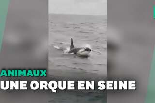 Une orque aperçue dans la Seine en Normandie, entre Le Havre et Rouen