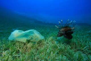 Dans la fosse des Mariannes, un sac plastique retrouvé à presque 11 km de profondeur