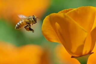 La menace des pesticides pour les abeilles sous-estimée, selon une vaste étude