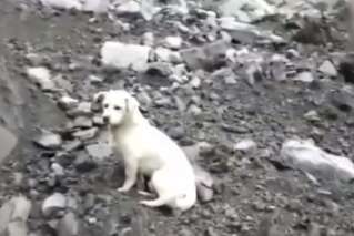 Ce chien triste recherchant son maître après l'éboulement a ému en Chine
