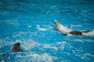 Exhiber les dauphins aussi sensibles qu'intelligents en France au XXIe siècle n'est plus admissible