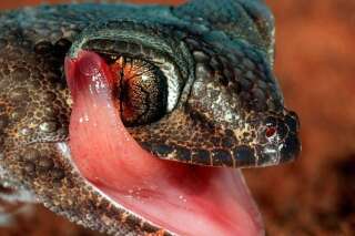 Biodiversité: les reptiles les moins connus seraient aussi les plus menacés