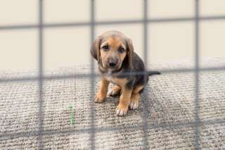 La Fondation 30 millions d'amis dénonce la vente de 200 chiens à un 