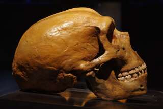 Et si l'ancêtre commun d'Homo sapiens et Néandertal était bien plus vieux qu'on ne croyait?