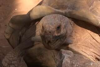Cette tortue en plein coït imite Owen Wilson à la perfection