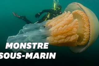 Une méduse géante trouvée dans la Manche