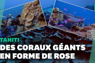 Ce récif de coraux géants découvert à Tahiti est un rescapé du réchauffement climatique