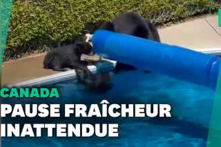 Canicule au Canada: ces oursons se rafraîchissent dans la piscine d'un habitant