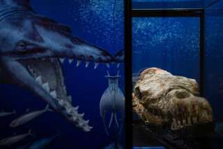 Ce crâne de baleine carnivore découvert au Pérou a 36 millions d'années