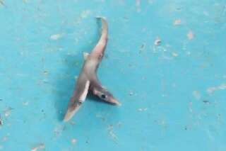 Un bébé requin à deux têtes pêché au large de la côte indienne