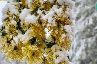 Météo: les images magiques des palmiers et des mimosas méditerranéens recouverts de neige