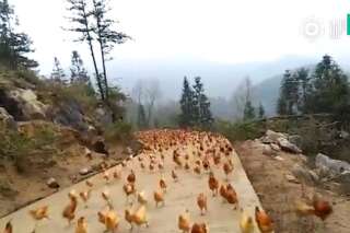 Ce fermier chinois a une technique étonnante pour nourrir ses volailles