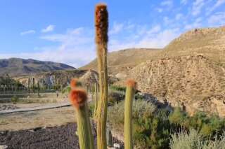 Même les cactus sont menacés par le réchauffement climatique