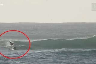 Un dauphin percute violemment ce surfeur (qui n'a pas l'air traumatisé...)